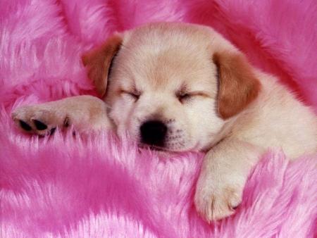 le petit chiot